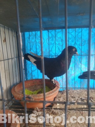 Dobas Pigeon